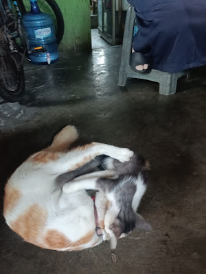 Warung Makan Afika Laundry