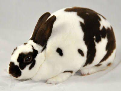 we jaya rabbit