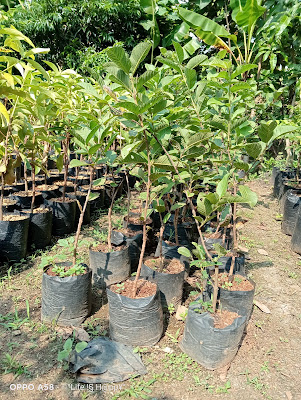 Wijaya Garden Cilacap