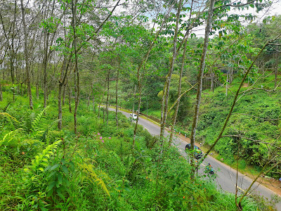 Wisata Hutan Krumput