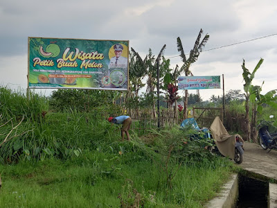 Wisata Petik Melon Kebocoran