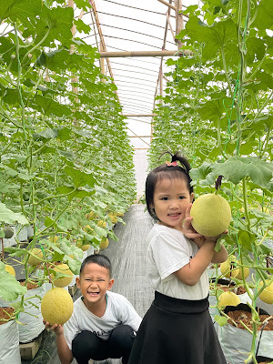 Wisata Petik Melon Logawa Farm