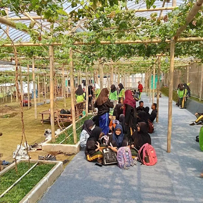 Wisata Taman Anggur KD GARDEN