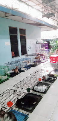 Yoshi home pets