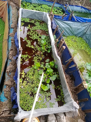 Zacky cell/Betta Farm