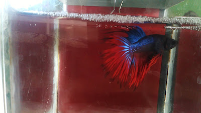 Zeeta Fish20