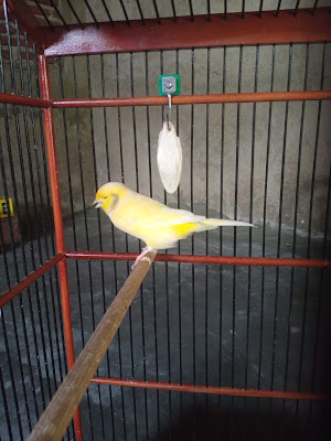 Zeppo canary